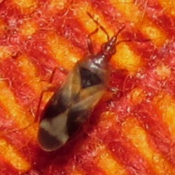 Anthocoris visci